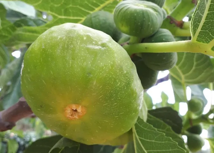 Katharina For 4 - 8 People * سفيتي فيليب ياكوف